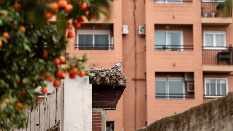 Imagen de Instalación de Redes Antipalomas en Dénia y Alicante